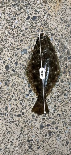 ヒラメの釣果