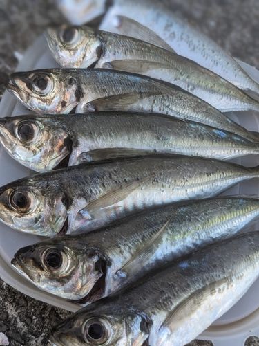 マアジの釣果