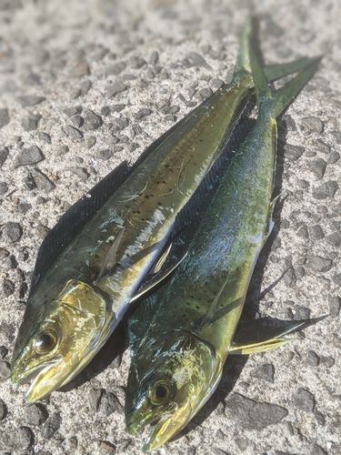 シイラの釣果