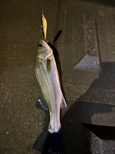 セイゴ（タイリクスズキ）の釣果