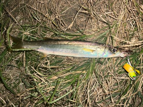 アカカマスの釣果