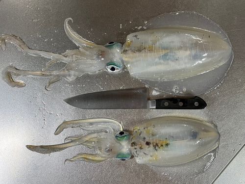 アオリイカの釣果