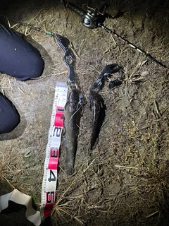 ニホンナマズの釣果