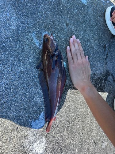 ドンコの釣果