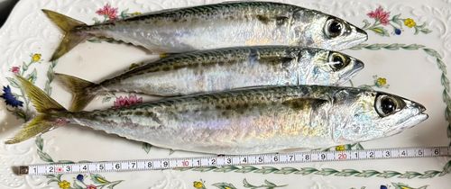 サバの釣果