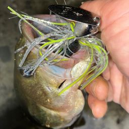 ブラックバス
