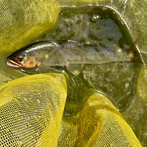 アユの釣果