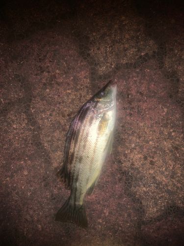 コトヒキの釣果
