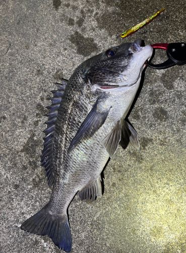 クロダイの釣果