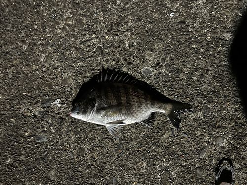 クロダイの釣果