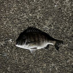 クロダイ