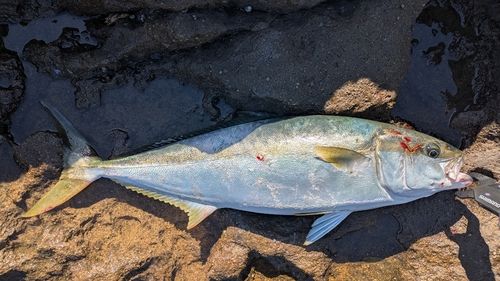 ヒラマサの釣果