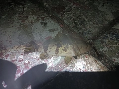 タケノコメバルの釣果