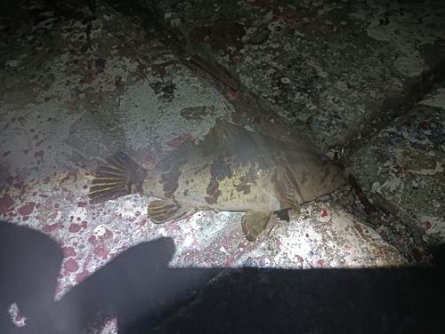タケノコメバルの釣果