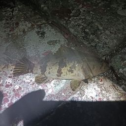 タケノコメバル