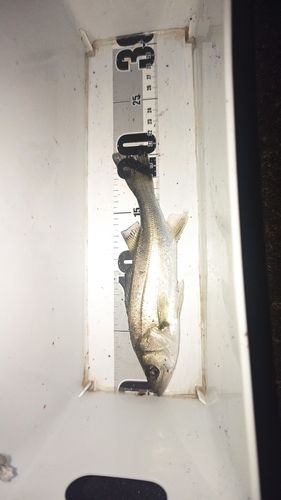 セイゴ（マルスズキ）の釣果