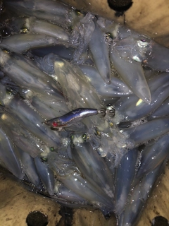 マメイカの釣果