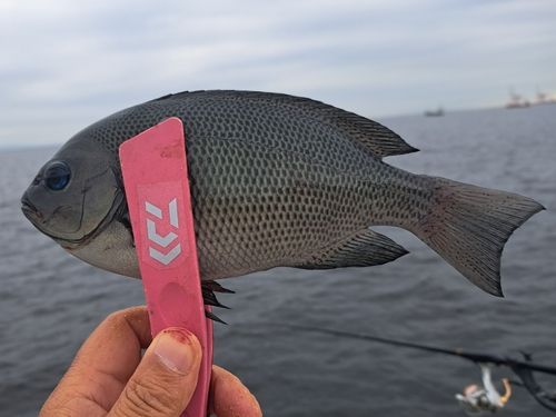 南芦屋浜ベランダ