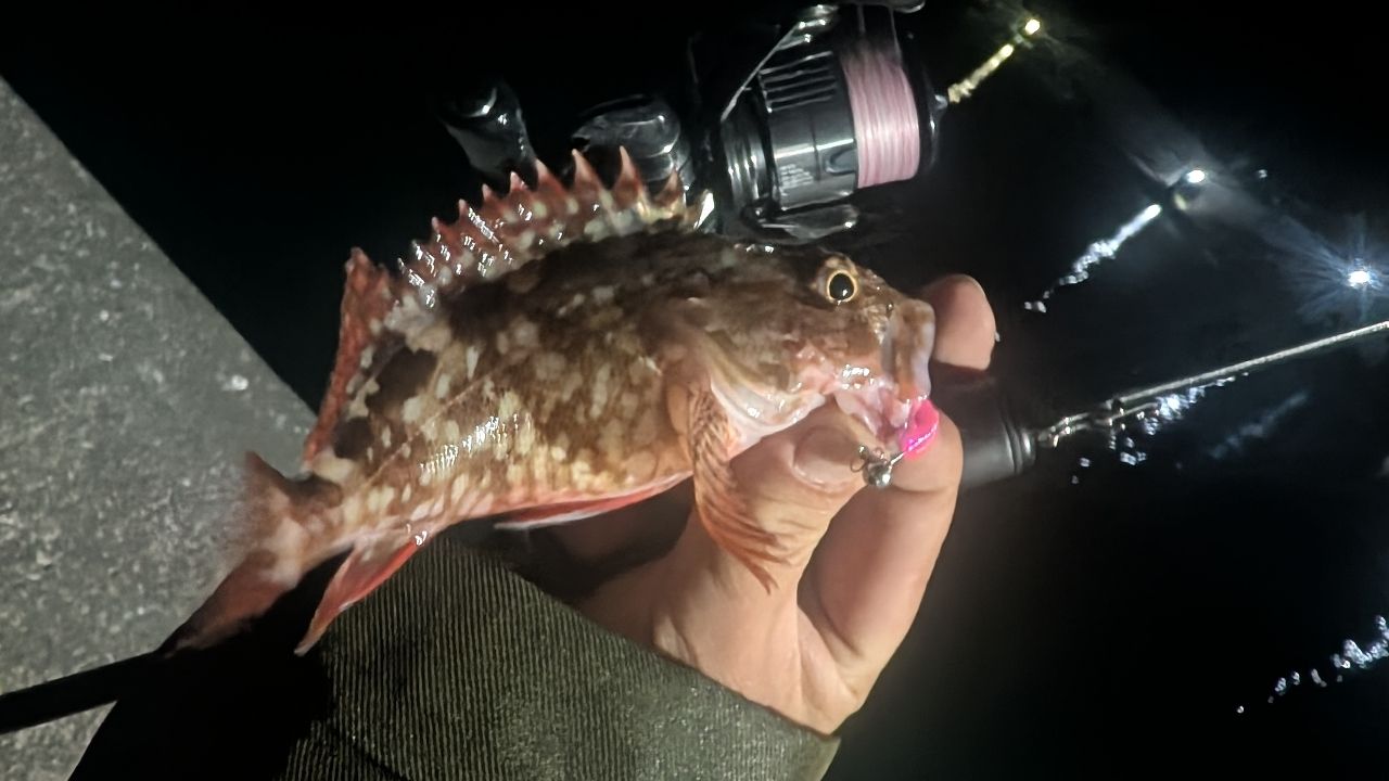 メバル