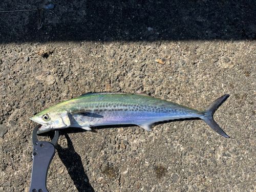 サゴシの釣果