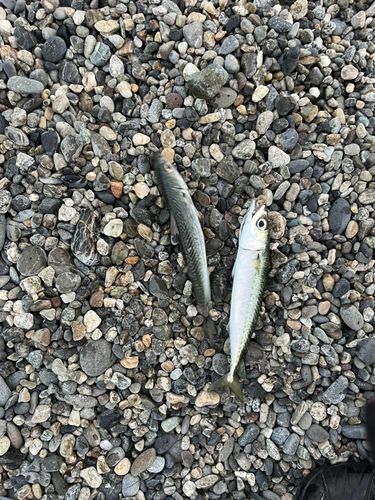 サバの釣果
