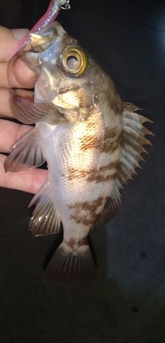 釣果