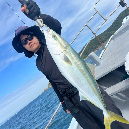 ブリの釣果