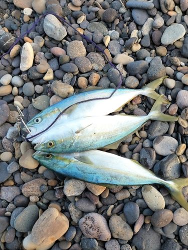 ワカシの釣果