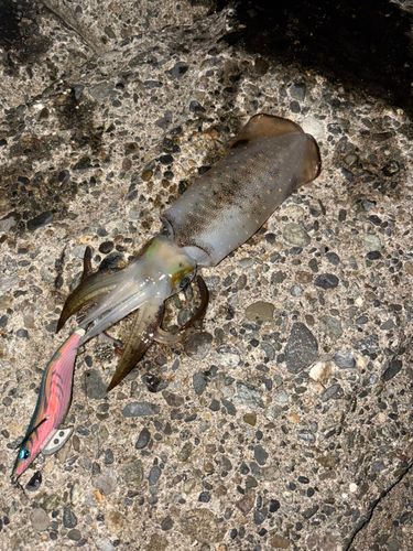 アオリイカの釣果