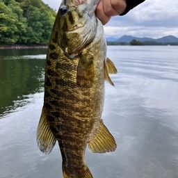 スモールマウスバス