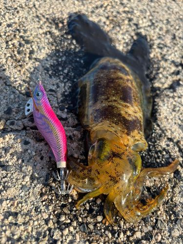 アオリイカの釣果