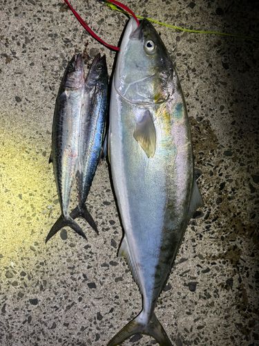 ブリの釣果
