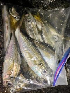 アジの釣果