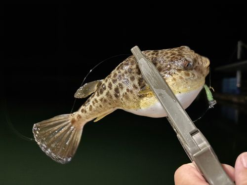 ヒガンフグの釣果