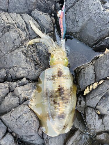 アオリイカの釣果