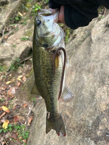 ラージマウスバスの釣果