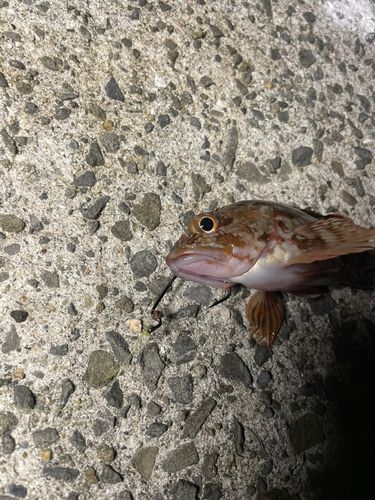 カサゴの釣果
