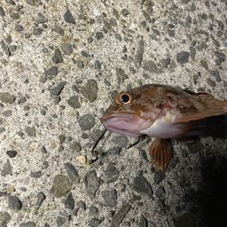 カサゴ