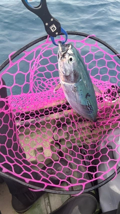 ヒラソウダの釣果