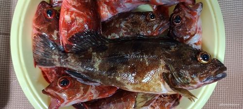 ガシラの釣果