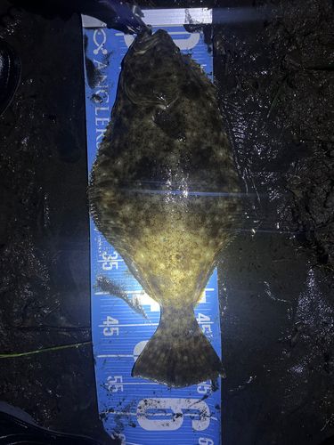ヒラメの釣果