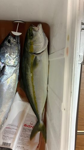 イナダの釣果