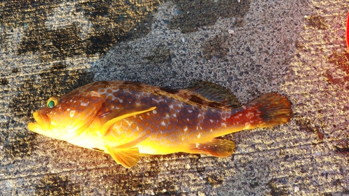 アコウの釣果