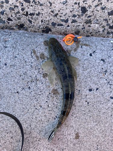 コチの釣果
