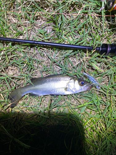 セイゴ（マルスズキ）の釣果