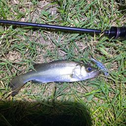 セイゴ（マルスズキ）