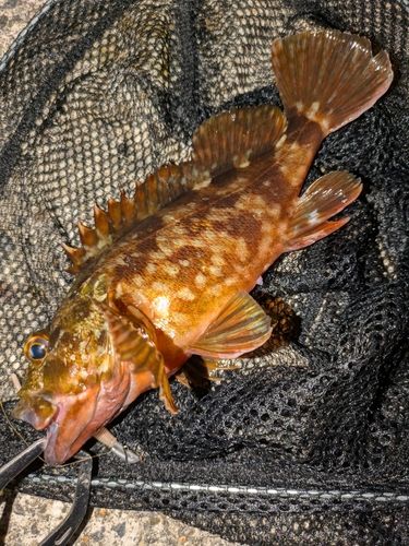 カサゴの釣果