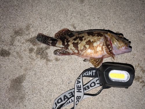 カサゴの釣果