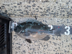 グレの釣果