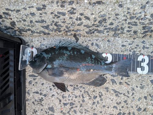 グレの釣果